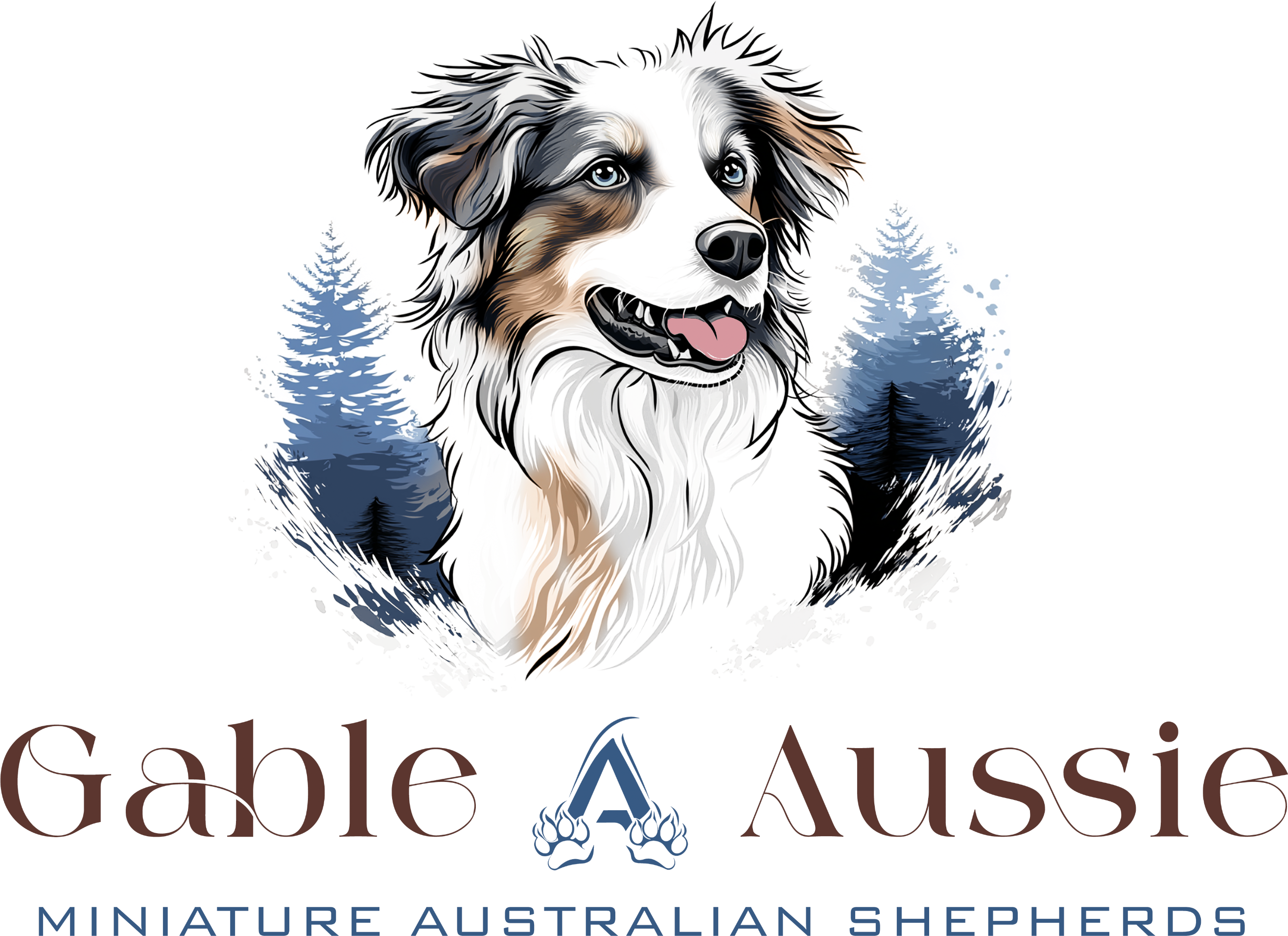 Gable A Miniature Aussies